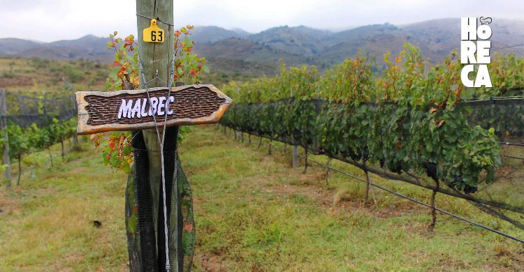 Celebrando el Día Mundial del Malbec: Un Brindis por el Embajador Argentino