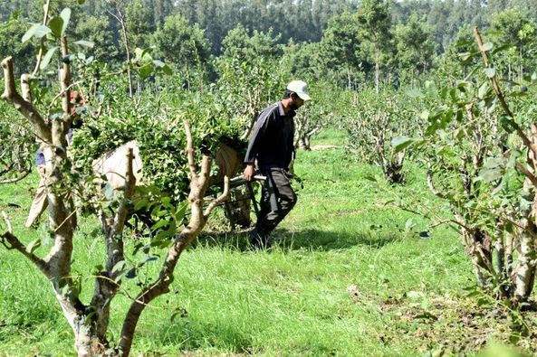 Verifican paisaje cultural de yerbatera para inclusión en la lista de la UNESCO